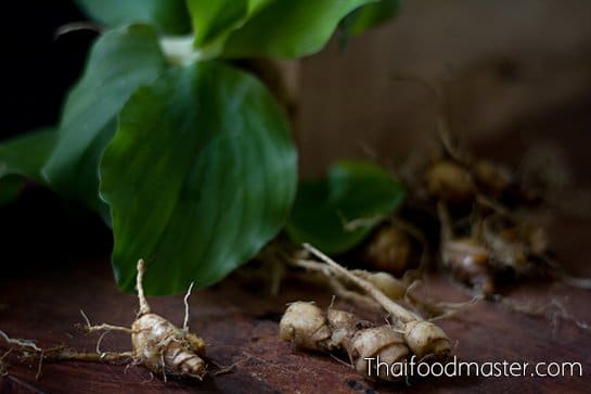 Sand ginger, rhizomes and leaves. (bpraw haawm เปราะหอม)