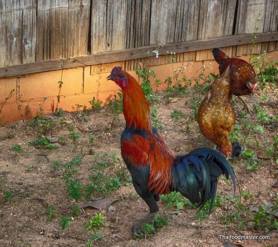 Free-range chicken (ไก่บ้าน ; gai baan)