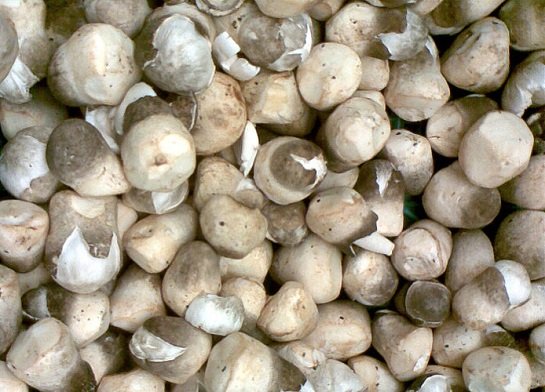 Mushroom – Straw mushrooms (เห็ดฟาง ; het faang)