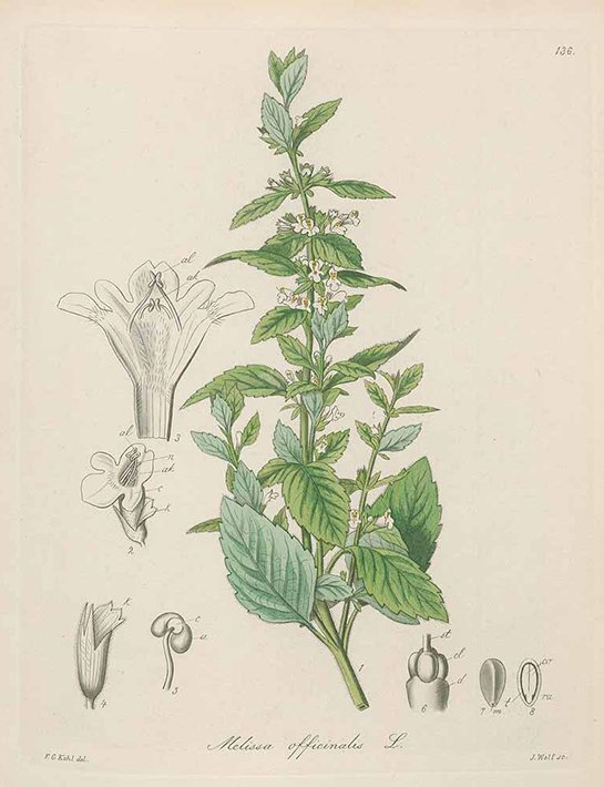 balm mint