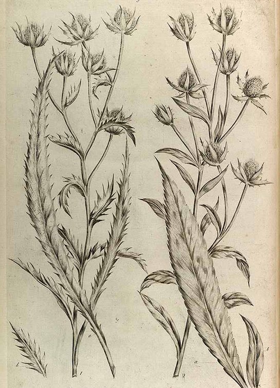 Culantro - Saw coriander (ผักชีฝรั่ง ; phak chee farang)