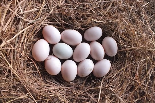 Eggs - Duck eggs (ไข่เป็ด ; khai bpet)