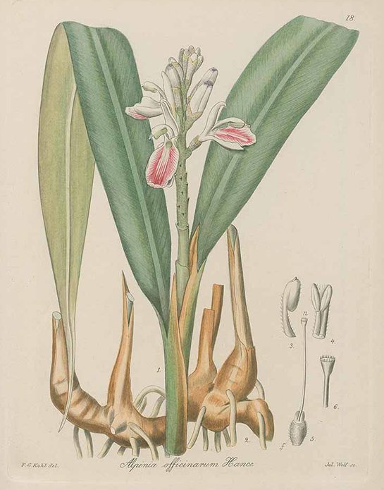 Galangal (ข่า ; khaa)
