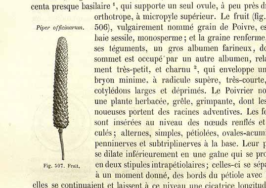 Pepper - Javanese Long Pepper (ดีปลี ; dee bplee)