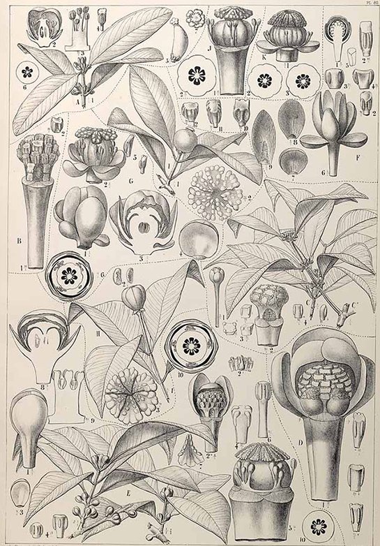 Garcinia schomburgkiana Pierre