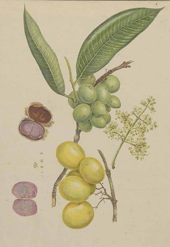 marian plum