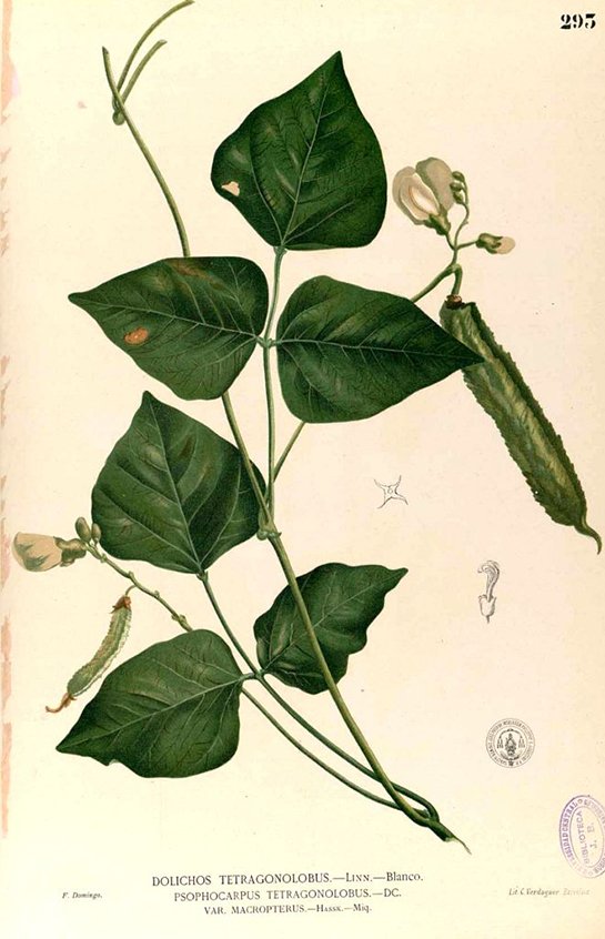 Beans - Winged bean (ถั่วพู ; thuaa phuu)