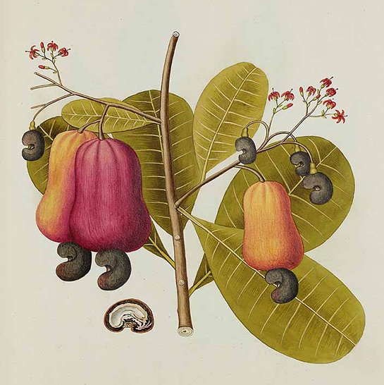 Cashew Nuts