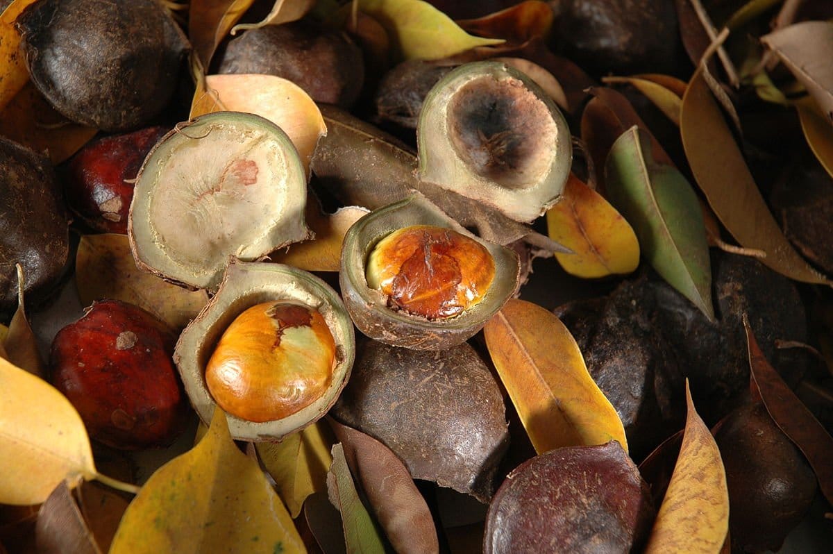 Djenkol beans - (ลูกเนียง ; luuk niiang)