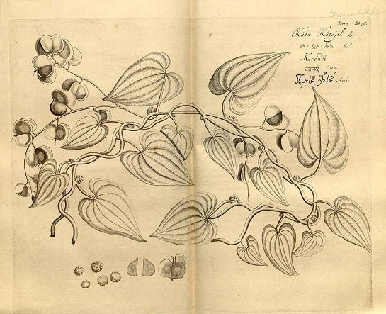 Yam - air potato - Dioscorea bulbifera (ว่านสามพันตึง ; waan saam phan dteung)