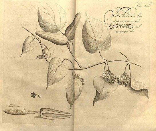 Dregea volubilis (กระทุงหมาบ้า ; gra thoong maa baa)