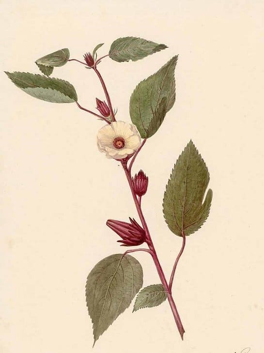 Rosella - leaves (ใบกระเจี๊ยบแดง ; bai gra jiiap daaeng)