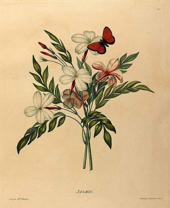 Jasmine flower (ดอกมะลิ ; daawk mali)