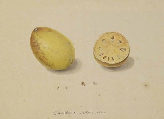 Aegle marmelos (มะตูม ; gra dtaai jaam)