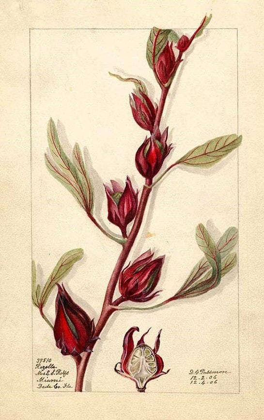 Rosella - fruit (กระเจี๊ยบแดง ; gra jiiap daaeng)