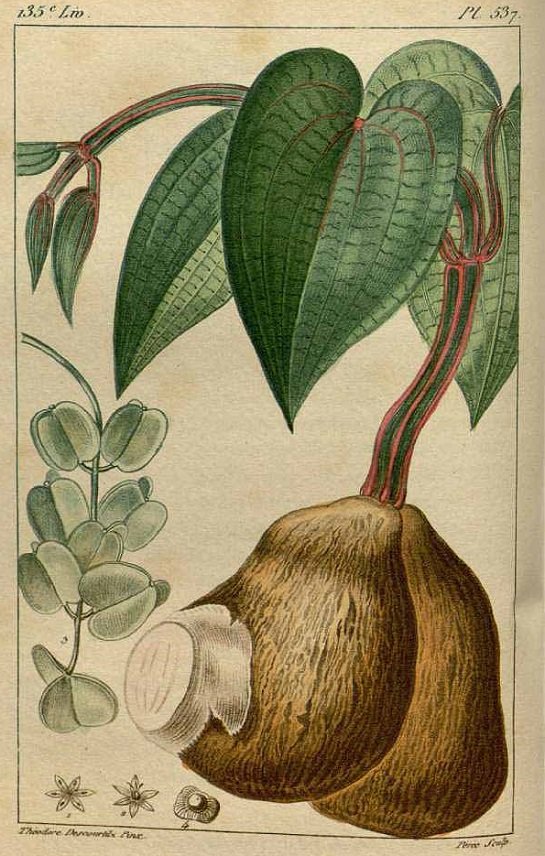 Yam - purple yam - Dioscorea alata (มันเสา ; man sao)
