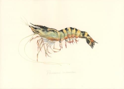Shrimp – Tiger prawn (กุ้งกุลาดำ ; goong goo laa dam)