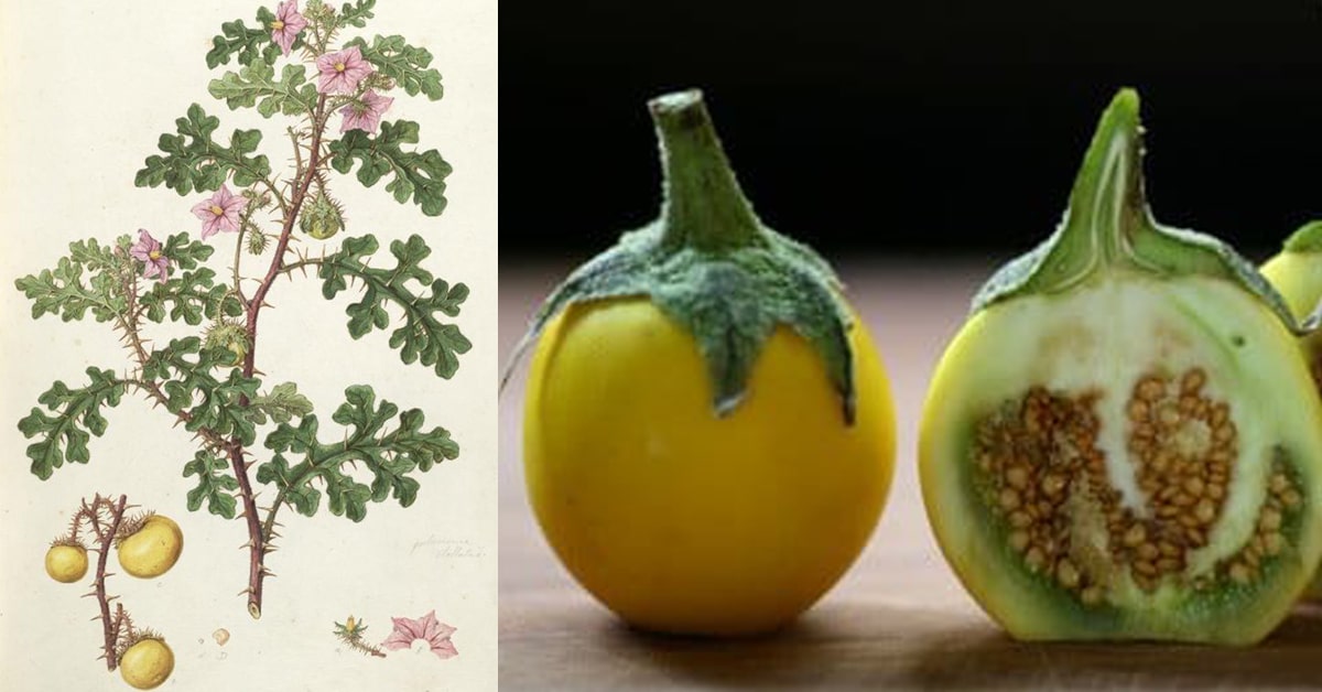 Bitter yellow eggplants, Solanum aculeatissimum Jacq. ( ; ma  kheuua kheuun) - Thaifoodmaster