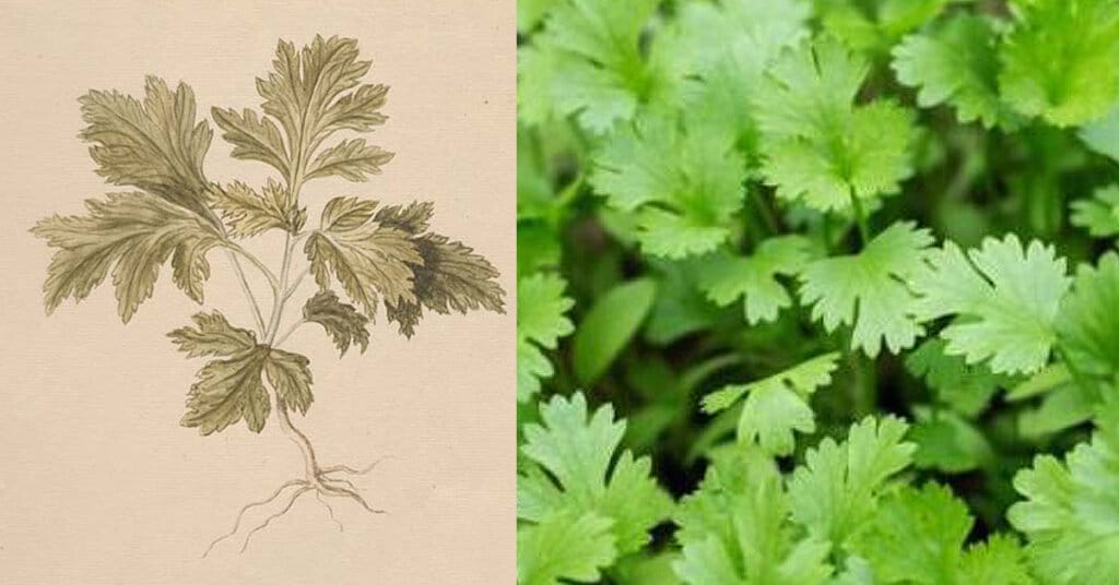 coriander