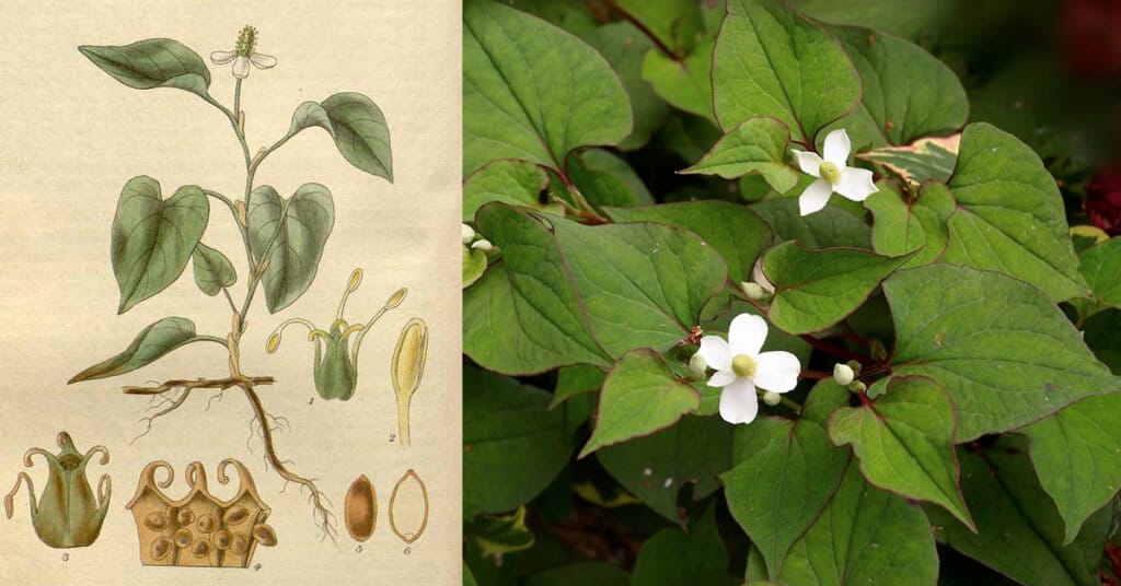 houttuynia_cordata