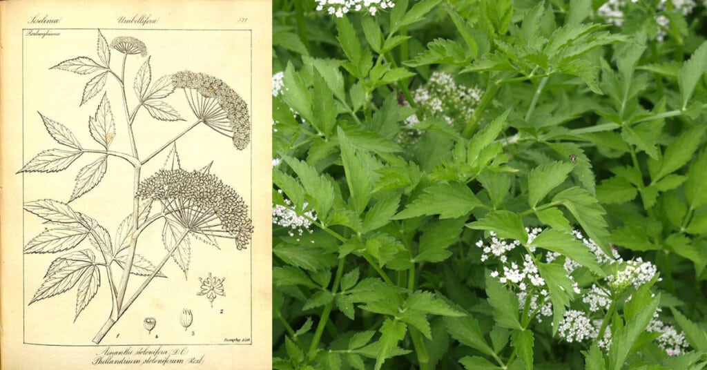 Water dropwort (ผักชีล้อม ; phak chee laawm)