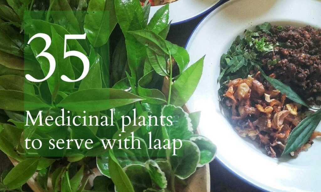 35 Medicinal plants to serve with laap