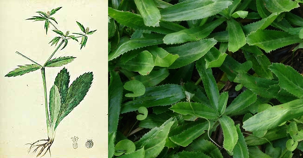 Sawtooth coriander, Eryngium foetidum (ผักชีฝรั่ง ; phak chee farang