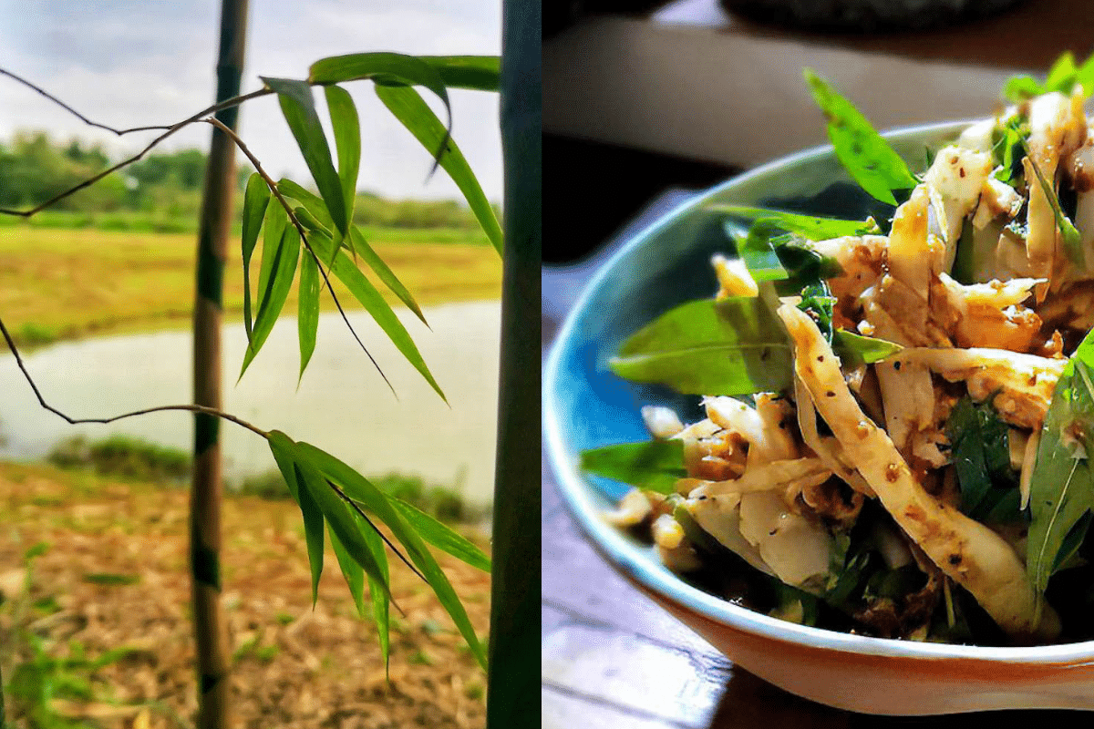 Slices of fried fermented s...